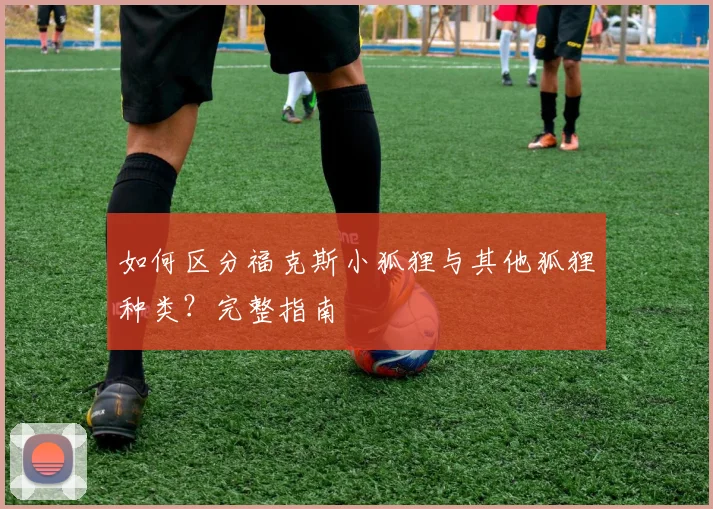 如何区分福克斯小狐狸与其他狐狸种类？完整指南