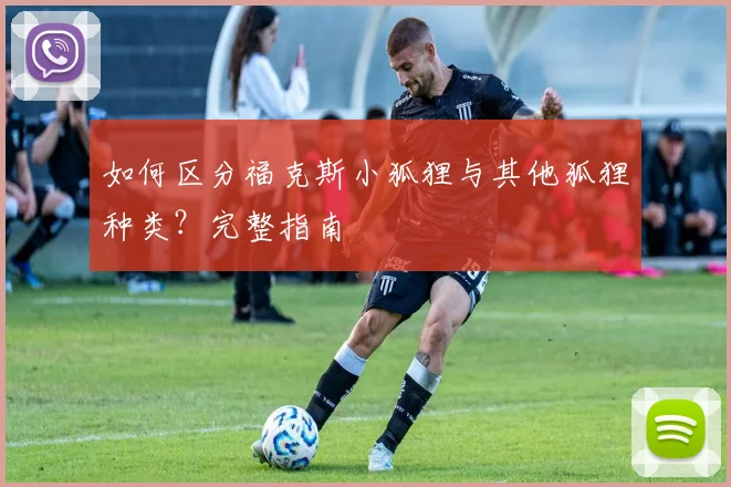 如何区分福克斯小狐狸与其他狐狸种类？完整指南
